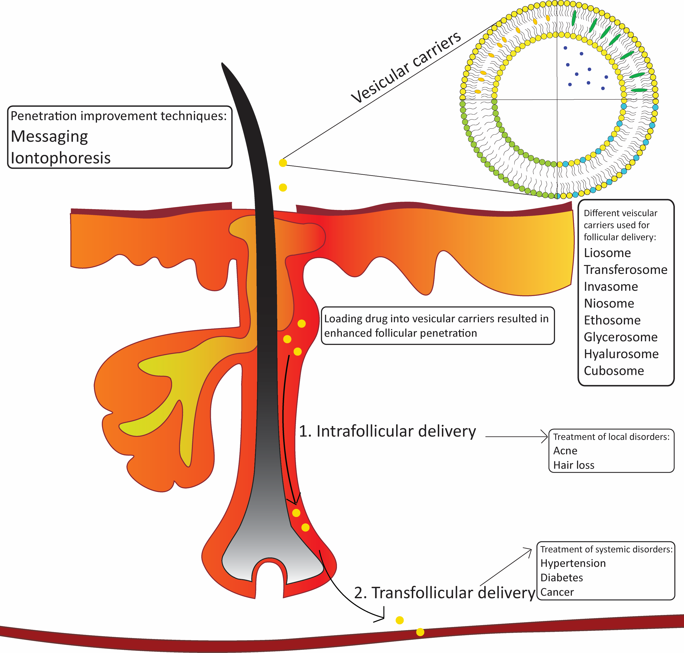 Graphical Abstract