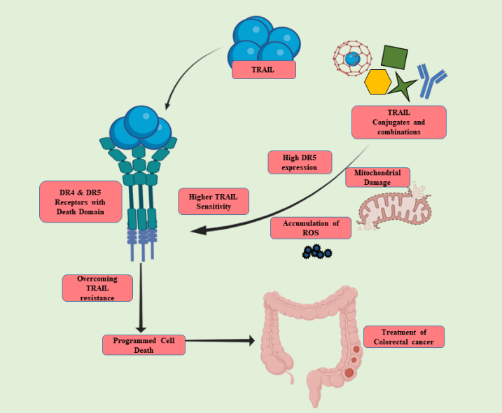 Graphical Abstract