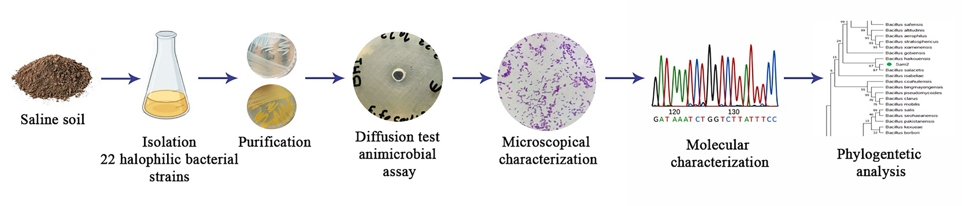 Graphical Abstract