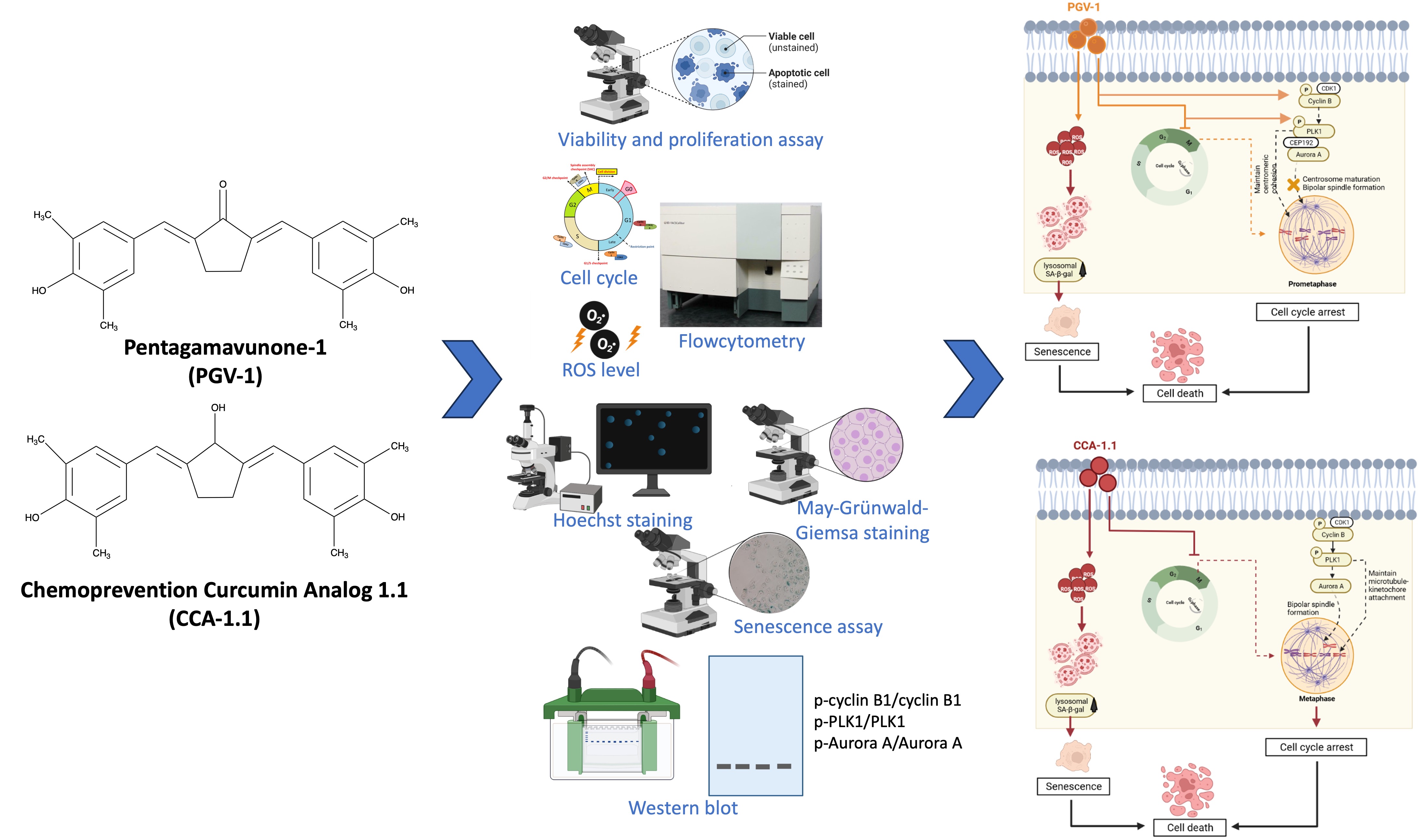 Graphical Abstract