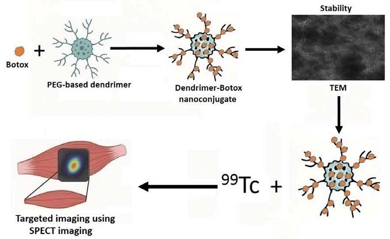 Graphical Abstract