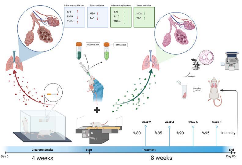 Graphical Abstract